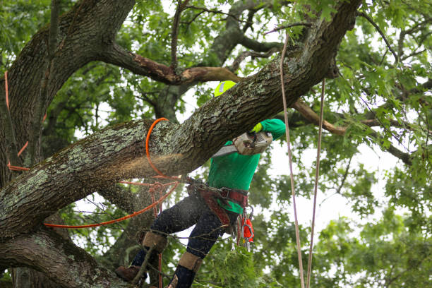 Trusted Cayuga, IN Tree Removal Services Experts