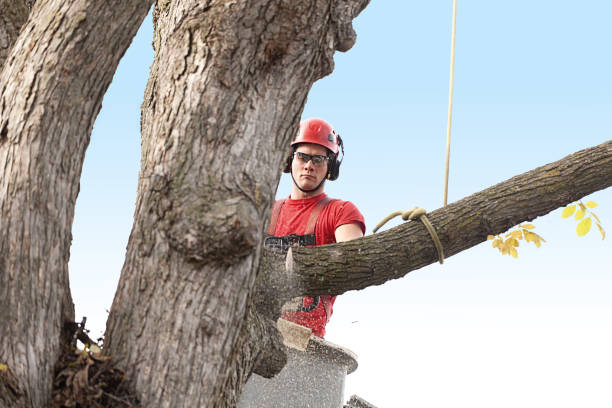 How Our Tree Care Process Works  in  Cayuga, IN